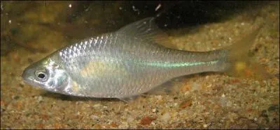 Ce poisson de la famille des cyprinids est un(e) :