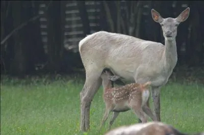 Dans la famille cervid, pour s'occuper des petits, je demande ...