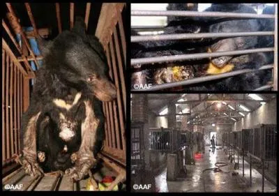 En Chine, l'ours asiatique est lev pour ...