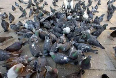 En France, dans le Tarn, les pigeons se sont dcouvert des ennemis compltements imprvus !