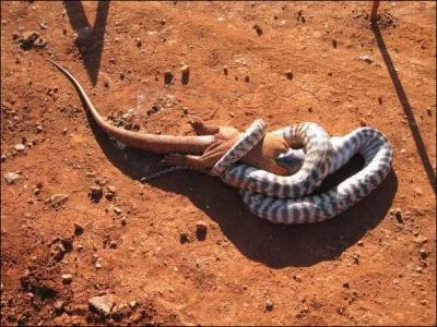 Comme vous le savez certainement, l'tre humain peut manger du serpent !