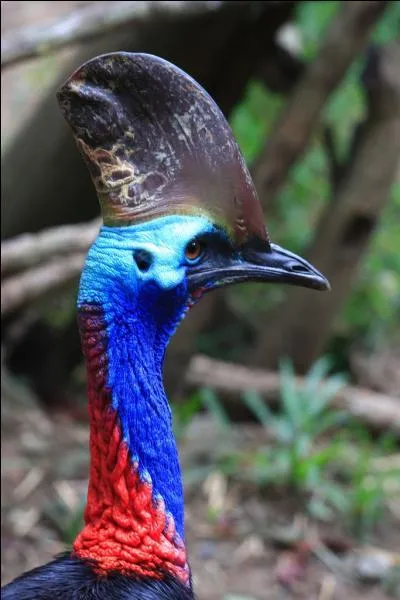 Le casoar est trange hein ? Il aurait mrit de tourner dans  Avatar , nanmoins il a une particularit presque unique chez les oiseaux !
