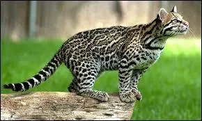 Ce petit flin d'Amrique du Sud chasse des rongeurs ou des reptiles la nuit. De qui s'agit-il ?