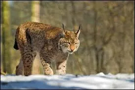 Quel est le lynx le plus courant d'Amrique ?