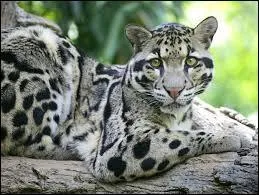 Elle a proportionnellement les dents les plus longues :