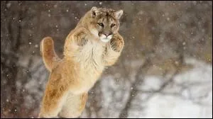 Comment surnomme-t-on le puma ?