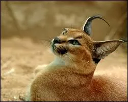 D'o vient le nom du caracal ?