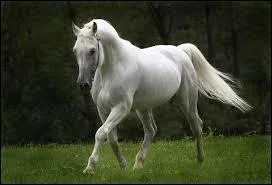 Ce cheval est de couleur :