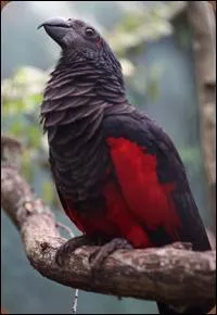 O vit ce perroquet ?