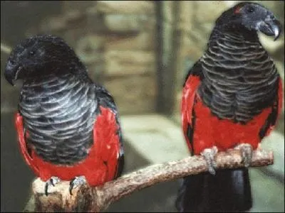 Combien de temps environ peut-il vivre ?