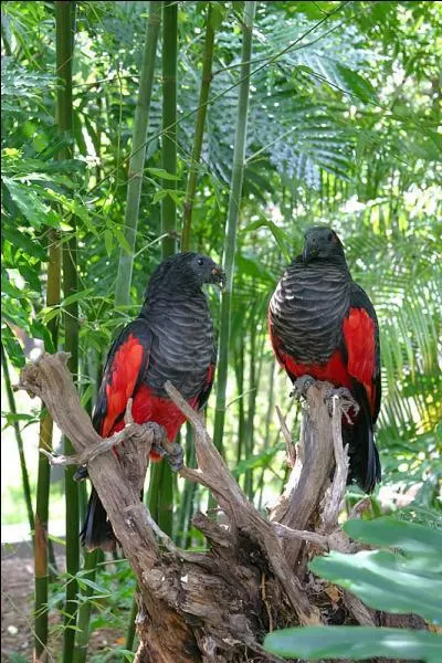 Quel poids environ peut-il faire ?