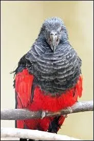 Cette espce est classe comme vulnrable.