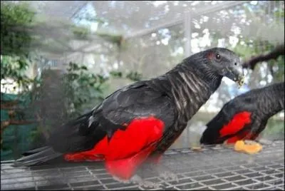 Combien de temps dure l'incubation de ses ufs ?