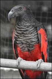 A quel ge les petits sortent-ils du nid ?