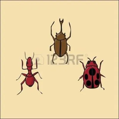 Quel insecte (selon la rumeur) prvoit le soleil en s'envolant par le petit doigt ?