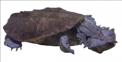 Cette tortue n'est pas une matamata.