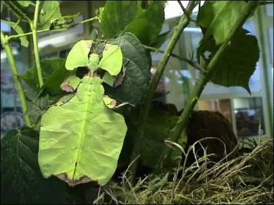 Cet insecte est une philie.