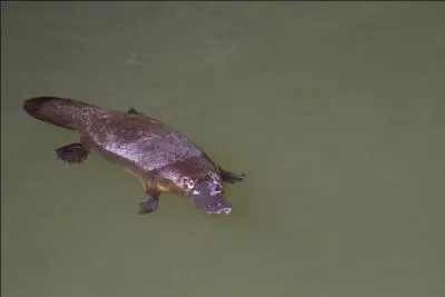 Cet animal est-il un ornithorynque ou un castor ?