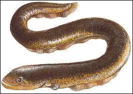 Est-ce une gymnote ?