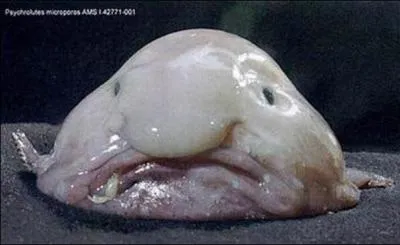 Ce poisson s'appelle-t-il blobfish ?