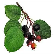 Reconnaissez-vous cette baie originaire d'Amrique du Nord qui donne de belles fleurs toiles et dont les fruits sont comestibles ?