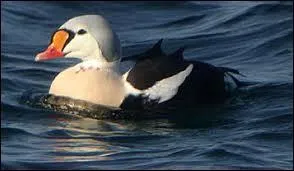 Quel est ce canard recherch pour son duvet ?