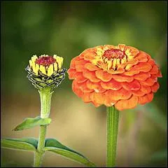 Quel est le nom de cette fleur ?