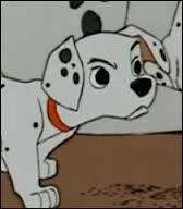 Comment ce dalmatien s'appelle-t-il ?