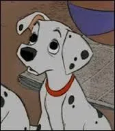Comment ce dalmatien s'appelle-t-il ?