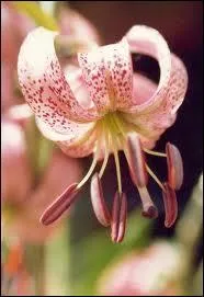 Quelle est cette fleur ?