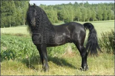 Quelles sont la race et la robe de ce cheval ?