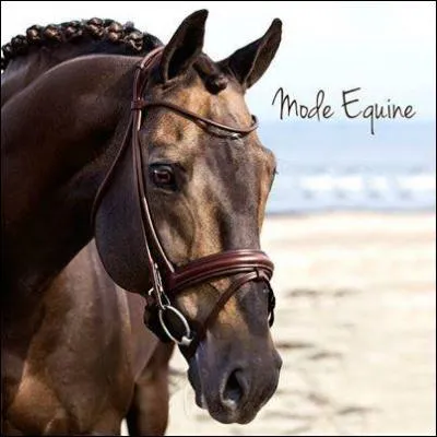 Quelle est la robe de ce cheval ?