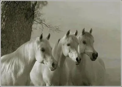 Quelle est la race de ces trois chevaux ?