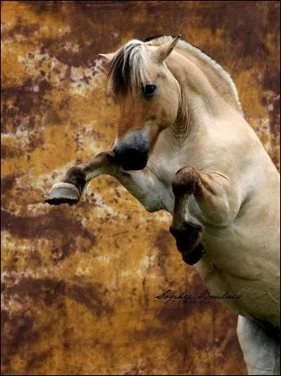 Quelle est la race de ce cheval ?