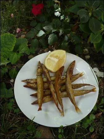 La petite friture accompagnant la salade est faite de petits poissons appels aussi  anguilles des sables  ou  quilles  :