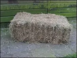 Comment s'appelle cet aliment ?