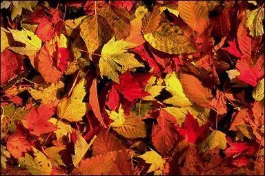 Qui est l'auteur de  Soleil de nuit , recueil runissant les textes crits par ce pote entre 1936 et 1977, dont  Les feuilles mortes , chanson interprte par Yves Montand ?