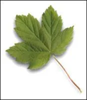 A quel arbre appartient cette feuille ?