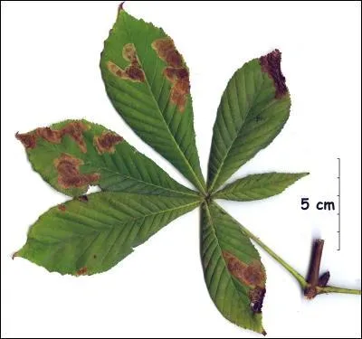 A quel arbre appartient cette feuille ?