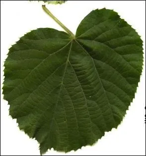 A quel arbre appartient cette feuille ?