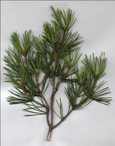 A quel arbre appartiennent ces pines ?