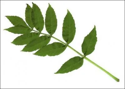 A quel arbre appartient cette feuille ?