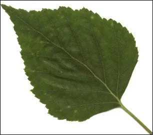 A quel arbre appartient cette feuille ?