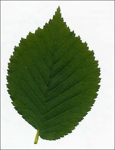 A quel arbre appartient cette feuille ?