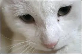 Quel lu meurt avant la fin de la qute ?