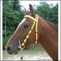 Quel est le nom de ce filet ?