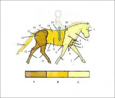 Quelles sont les trois parties principales du cheval ?