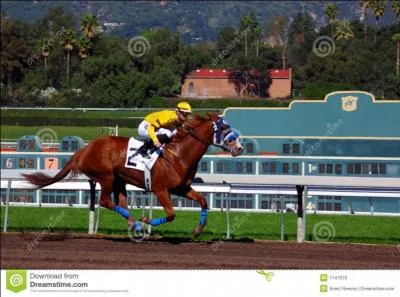 Quelle est la race de ce cheval ?