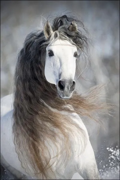 Quelle est la race de ce cheval ?
