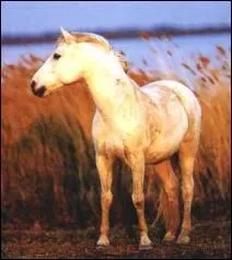 Quelle est la race de ce cheval ?